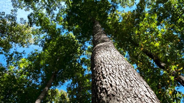 Image of Oak Tree 